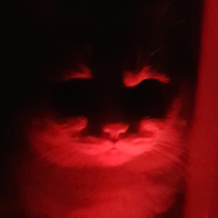 Devil Cat the name is Cong