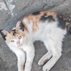 Shahin