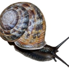 Snails Without Homes