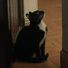 hihihiihiha