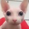 Allycat