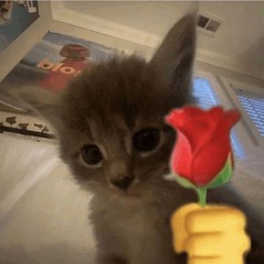 lil Rokky