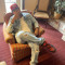 Sherid