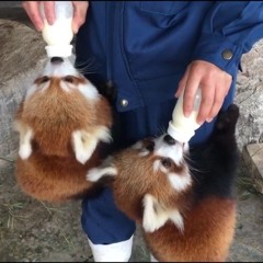 GUCCINIGGER