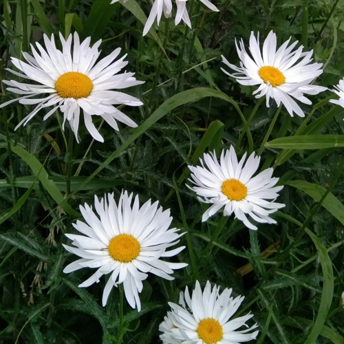 mas mah khana a dar ga tom shina song by jabir khan jabir