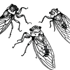 Cicada Boys