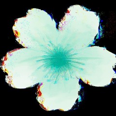echobloom