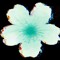 echobloom
