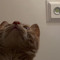 Ts