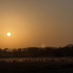 PAzadi