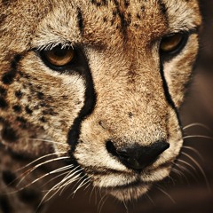 Sander
