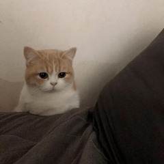 Sid