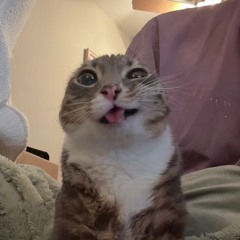 tizzy
