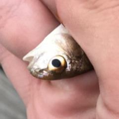 sour cream and onion chips