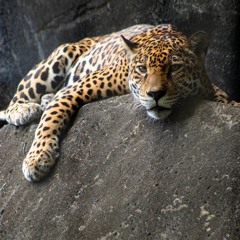 Chill Jaguar