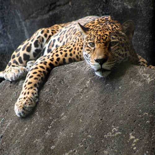Chill Jaguar’s avatar