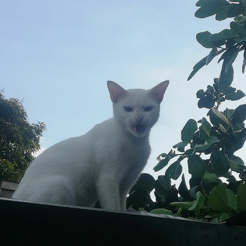 White Cat’s avatar