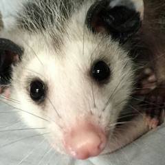 whzel
