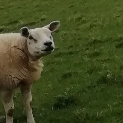 jai