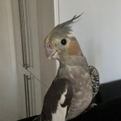 SeebO