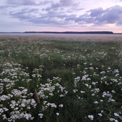 oliwka)