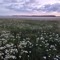oliwka)