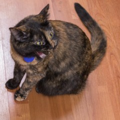 Particle Projector Cannon