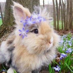 HoneeBunnee