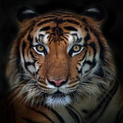 Tiger Bane