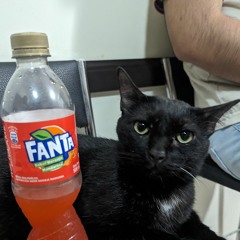 GatoLunar