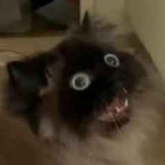 °~NOTOfflineKittyWeeb~°