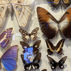 profesyonel müzik dinleyicisi