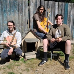 Fraidy-Dogs