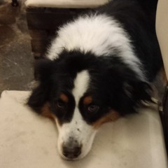 Arturo Luca Battisti