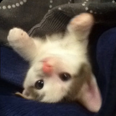 mackenzie x