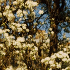cherry waves