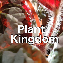 plantkingdom