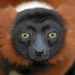 Rubra