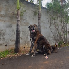 OPAK_NWK