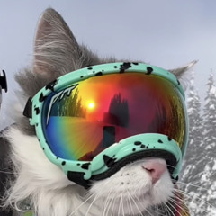 Catmitri