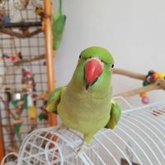 Юлия Цимблерис