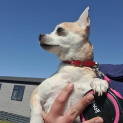 Gemma