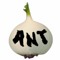 Antzxny