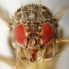 lil gnat