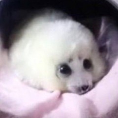 Taiyakiiii