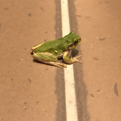新しん