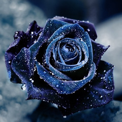IcyRose🧊
