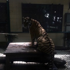 Антон Єрмоленко