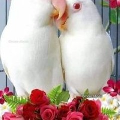 عمر الطاير الطاير