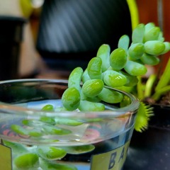 DJ Plant Daddi